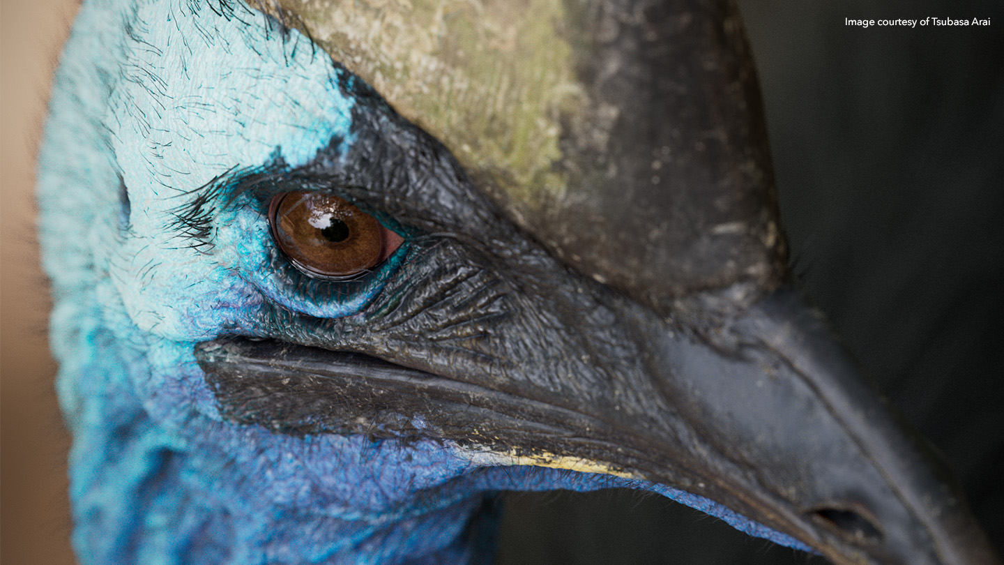 Close-up image of bird with blue features, textured in Mari