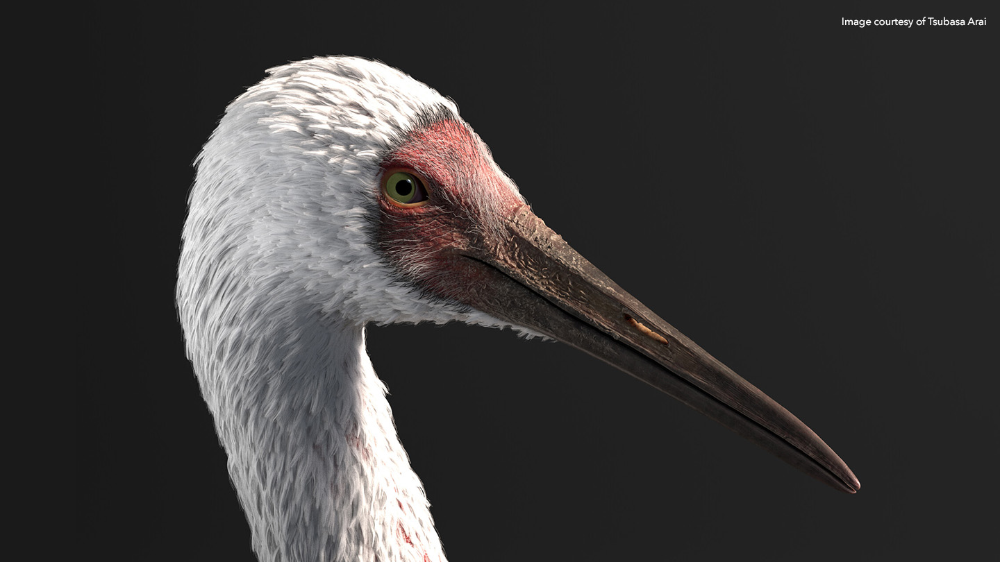 Close-up of white feathered bird, textured in Mari