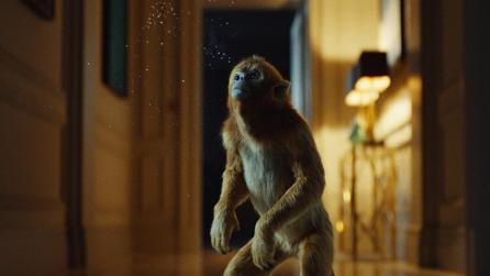 Golden Monkey His Dark Materials