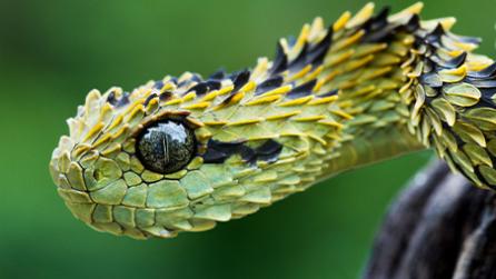 Stand out as a texture artist: Close-up showing textures of snake skin