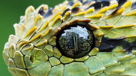 Stand out as a texture artist: Close-up showing textures of snake skin