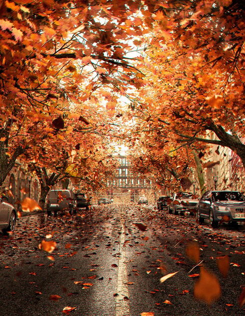 Ryan Wai Kin Lam orange leaves and cars