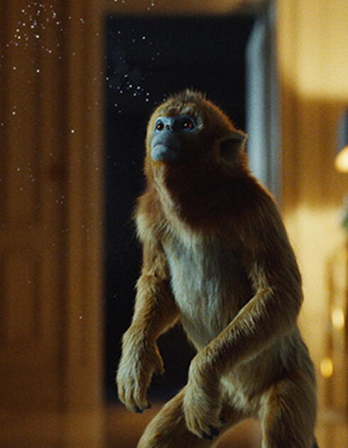 Golden Monkey His Dark Materials