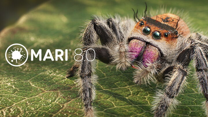 Mari 8.0 image